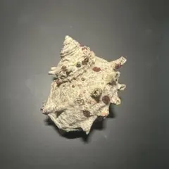 サザエ(？) 貝殻