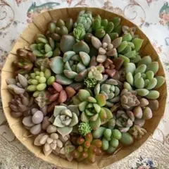 多肉植物カット苗いろいろ種類詰め合わせ 寄せ植えセット②