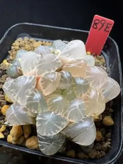 67e 多肉植物 ハオルチア 水晶灯糊斑 自家繁殖 鉢植え発送 - メルカリ