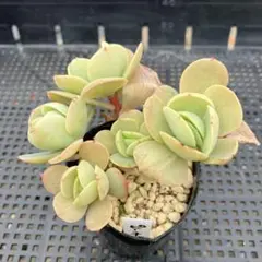 2026年最新】ピーチプリデ 多肉の人気アイテム - メルカリ