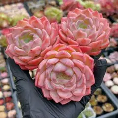 速達便　ジャスミン様 リクエスト 2点 まとめ商品