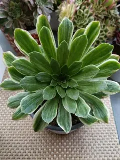 2026年最新】アエオニウム の人気アイテム - メルカリ