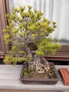 引取限定・堺市】五葉松 盆栽 大型 古木 樹形良好 - メルカリ