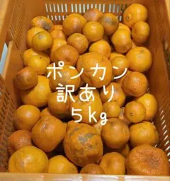 60愛媛県産 太田ポンカン 小玉 ぽんかん ５㎏