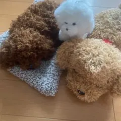 プードル2匹&ビションフリーゼのサムネイル