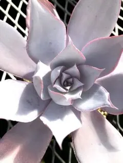 多肉植物エケベリア　カンテ大株