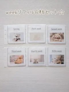 ましかくweekリフィル6枚セット くま バインダー貯金　saving 韓国