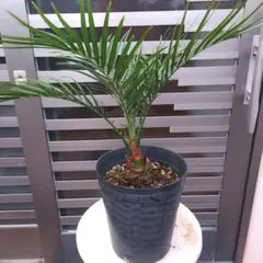 希少 サイカス・ペトラエア ラオスの珍しいソテツ サイカス 塊根