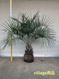 2025年最新】ココスヤシ シルバーの人気アイテム - メルカリ