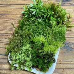 s.r様 リクエスト 2点 まとめ商品