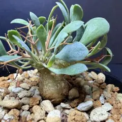 2026年最新】オトンナ ユーフォルビオイデスの人気アイテム - メルカリ