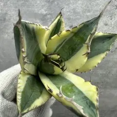 [中株・スナグルトゥース(子株1付)]血統、抜き苗、発送 中株・スナグルトゥース(子株1付)]血統、抜き苗、発送 fit=scale