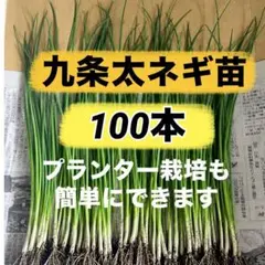 かわうそまる様専用】乾燥イタリアンライグラス若葉 太め・細め 各100g
