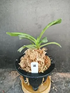 2026年最新】富貴蘭 牡丹の人気アイテム - メルカリ