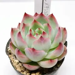 ななちん様 リクエスト 3点 まとめ商品