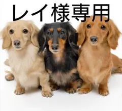 レイ様専用 ポケモンカード デッキシールド スリーブ 3枚