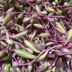 ルビーネックレス カット苗 ネコポス箱いっぱい 匿名配送