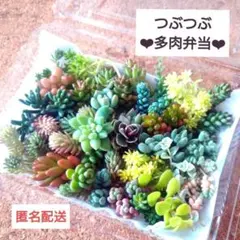 2026年最新】クリーム玉蛋白の人気アイテム - メルカリ