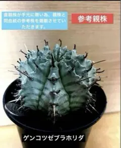 2025年最新】ゼブラホリダの人気アイテム - メルカリ