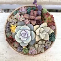 多肉植物詰め合わせ 寄せ植えそのまま飾れる 《42》カールカップ セダム