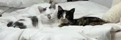 専用出品