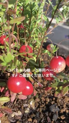 コバちゃん様　ご専用ページになります。 ご確認くださいませ。