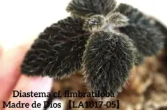 ディアステマDiastema cf. fimbriatoloba ディアステマDiastema cf. fimbriatoloba - メルカリ