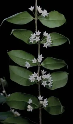 2025年最新】ホヤ 植物の人気アイテム - メルカリ