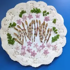 押し花素材セット　ツクシ　専用です。