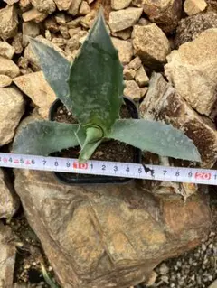 koba様 リクエスト 3点 まとめ商品