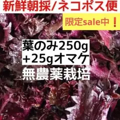 sale◎下処理済 赤ジソ 葉のみ 箱パンパン250g+α 三重農薬無 朝採直送のサムネイル