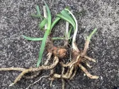 ヒメダカ♣様 リクエスト 2点 まとめ商品