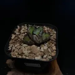 2026年最新】チタノタBBの人気アイテム - メルカリ