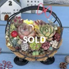 ❤️多肉植物そのまま飾れる寄せ植え❤️手付き韓国鉢❤️ピンクカラー