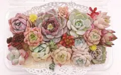 多肉植物ꕤカット苗 詰め合わせ