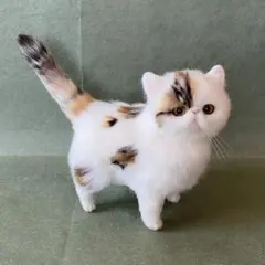 エキゾチックロングヘア子猫♡クルミちゃん♡アートドール♡ぬいぐるみ