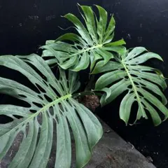 2026年最新】モンステラ マクロコズムの人気アイテム - メルカリ