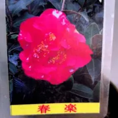 山野草（ボタン科） 紅花ヤマシャクヤク～火の鳥 2茎立 - メルカリ