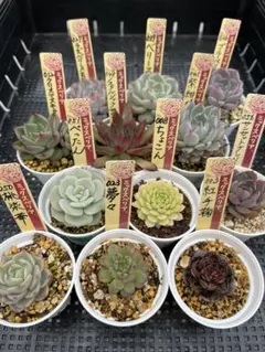 おらいさん苗12個セット　ミックスベリア　エケベリア　多肉植物ベリートリオセット