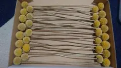 クラスペディア　ドライ　6