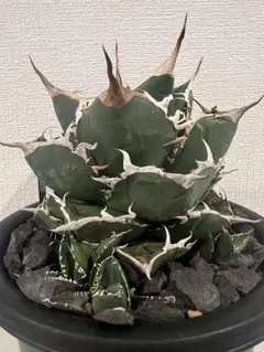 MASARU様 リクエスト 2点 まとめ商品