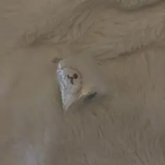 シュガーバニーズ ふわふわ巾着2 あおみみうさ