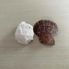貝殻2個セット