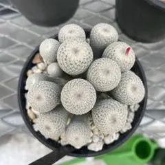 w.white 即日発送可能様 リクエスト 5点 まとめ商品