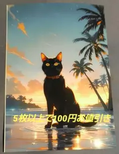 サンセットビーチ　黒猫③