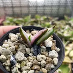 アガベ　チタノタ　トトロ錦　豆豆龍