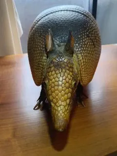 2025年最新】アルマジロ剥製の人気アイテム - メルカリ