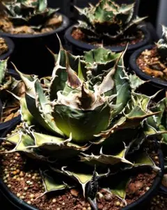 2025年最新】アガベ 子株 セットの人気アイテム - メルカリ