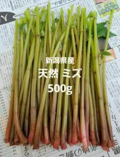 山菜 ミズ 600g 新潟県産 採れたて新鮮発送 - メルカリ