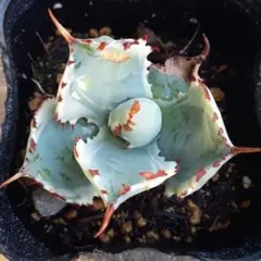 葵様 リクエスト 2点 まとめ商品